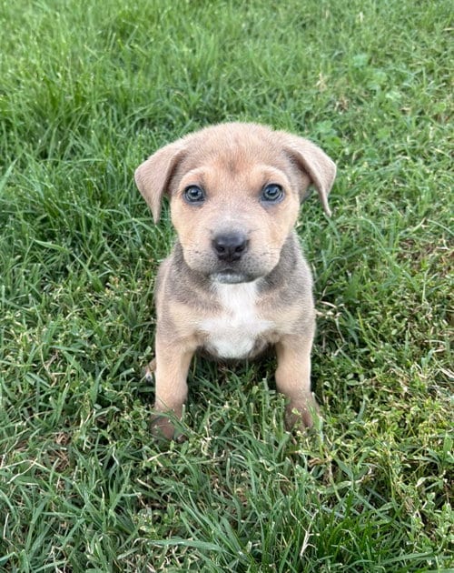 Photo of Angelica Pickles, adoptable Labrador Retriever in Sandy, Utah