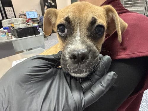 Photo of A1938454, adoptable Chihuahua in Thousand Palms, California