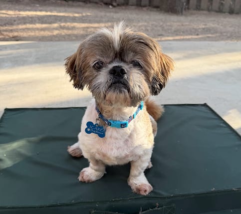 Photo of Archie, adoptable Shih Tzu in Corona, California