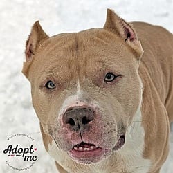 Photo of Rose, adoptable Pit Bull Terrier in Lyons, New York