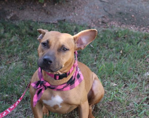 Photo of Lorie Darlin, adoptable Labrador Retriever in Pflugerville, Texas