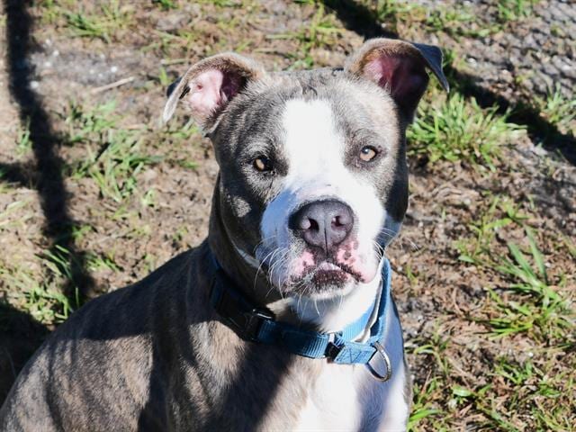 Photo of Bijou, adoptable dog in Palmetto, Florida