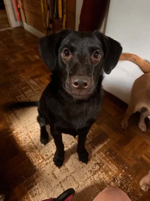 Photo of Poppy (AL), adoptable Labrador Retriever in New York, New York