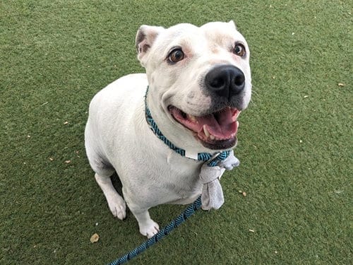 Photo of Polly Pocket, adoptable American Bulldog in Phoenix, Arizona