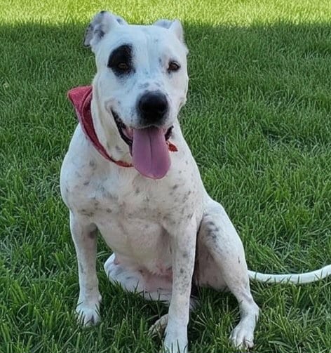Photo of Jamonica, adoptable Pit Bull Terrier in Albuquerque, New Mexico