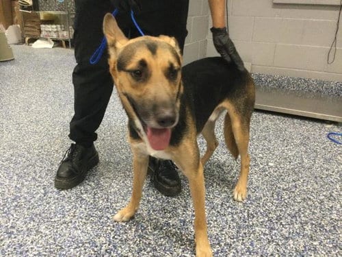 Photo of Mercury, adoptable German Shepherd Dog in Thousand Palms, California
