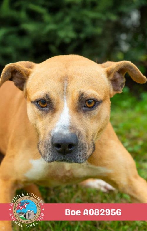 Photo of Boe, adoptable Staffordshire Bull Terrier in Mobile, Alabama