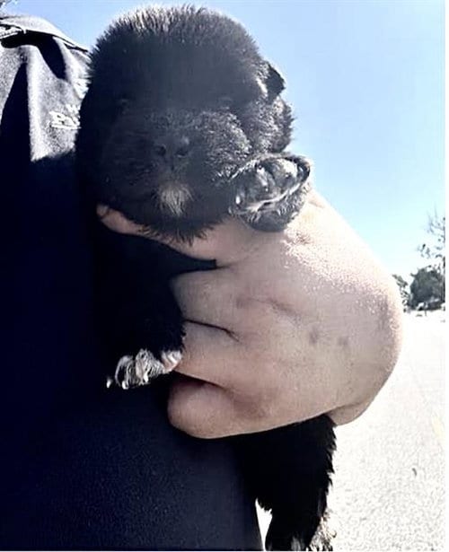 Photo of A663170, adoptable Labrador Retriever in Houston, Texas