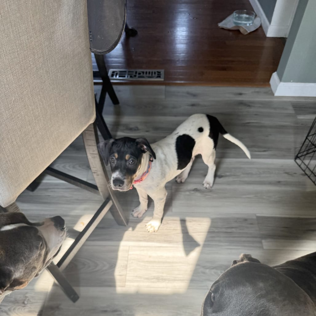 Photo of Ladder Truck (Fire Pup), adoptable Mixed Breed (Medium) in St. Louis, Missouri