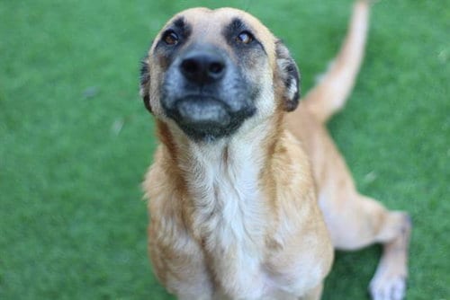Photo of Shelia, adoptable German Shepherd Dog in Grand Prairie, Texas