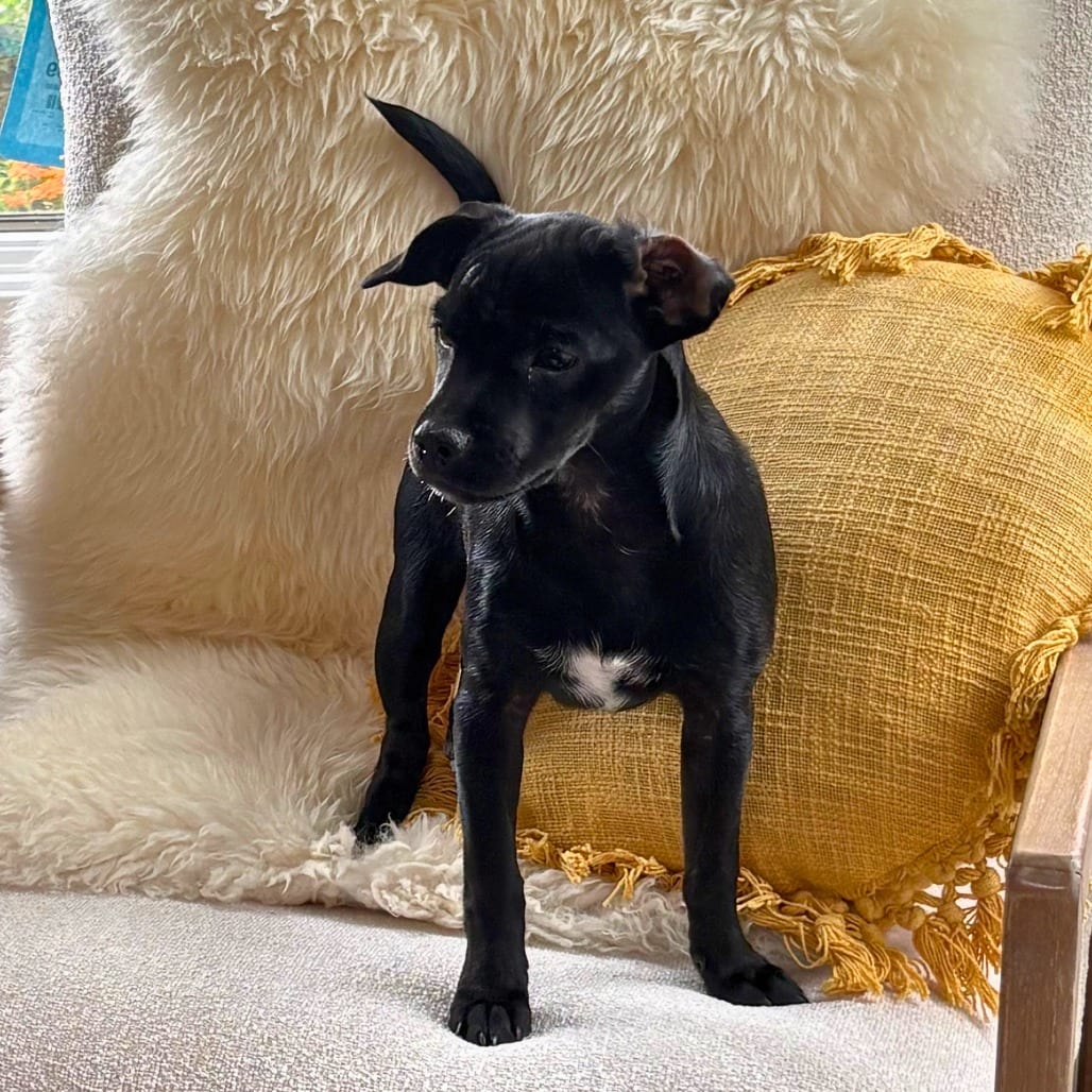 Photo of Happy, adoptable dog in California, California