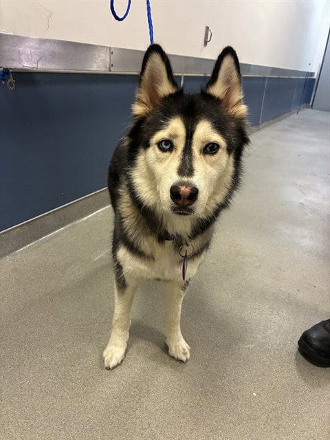 Photo of Alexa, adoptable Siberian Husky in Miami, Florida