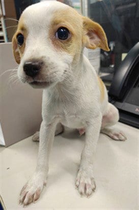 Photo of Torin, adoptable Chihuahua in Baldwin Park, California
