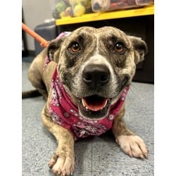 Photo of Verduga, adoptable Terrier (Unknown Type, Medium) in Doral, Florida