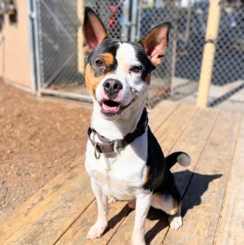 Photo of Marlon, adoptable Unknown breed in Oakland, California