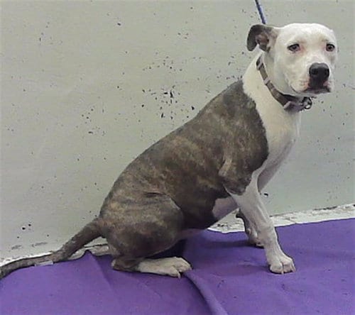 Photo of Noelle, adoptable Staffordshire Bull Terrier in Houston, Texas