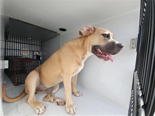 Photo of A661943, adoptable Cane Corso Mastiff in Houston, Texas