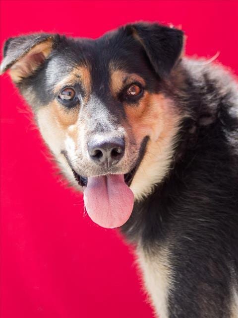 Photo of Webber, adoptable German Shepherd Dog in Tracy, California