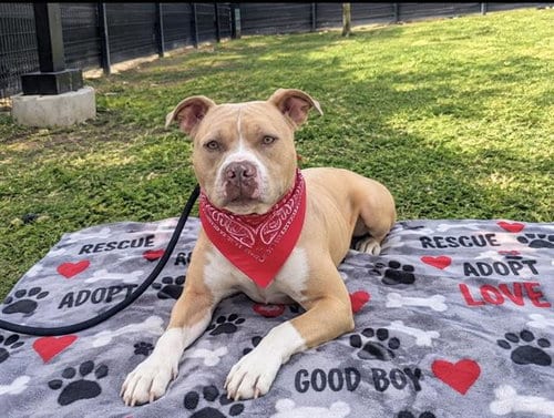 Photo of Truckstop, adoptable Pit Bull Terrier in Orange, California