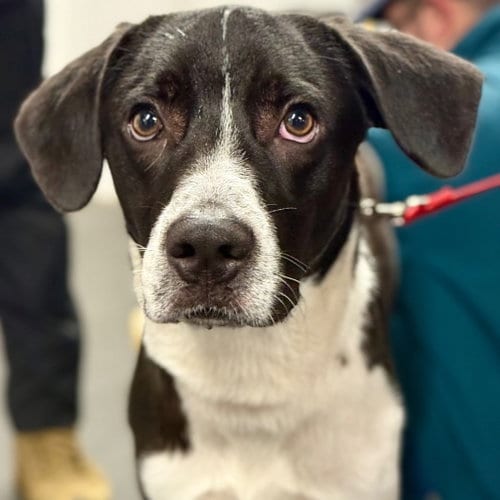 Photo of Ranger, adoptable Pointer in Canton, Connecticut