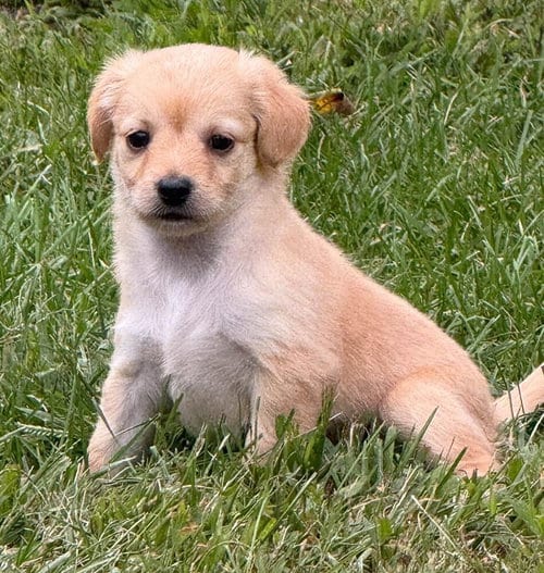 Photo of Carlie (AL), adoptable Chihuahua in New York, New York