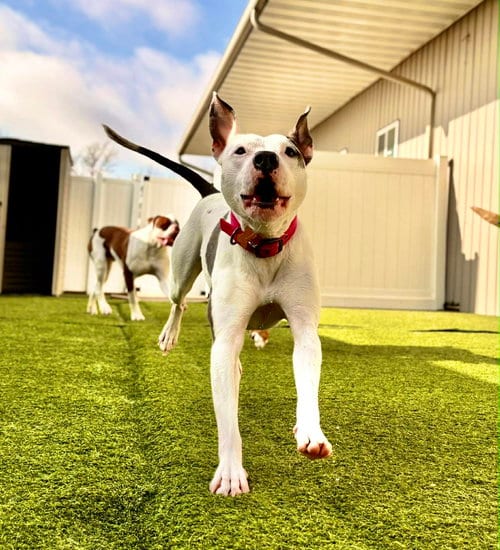 Photo of Sweet Pea, adoptable American Pit Bull Terrier in Cedar Rapids, Iowa