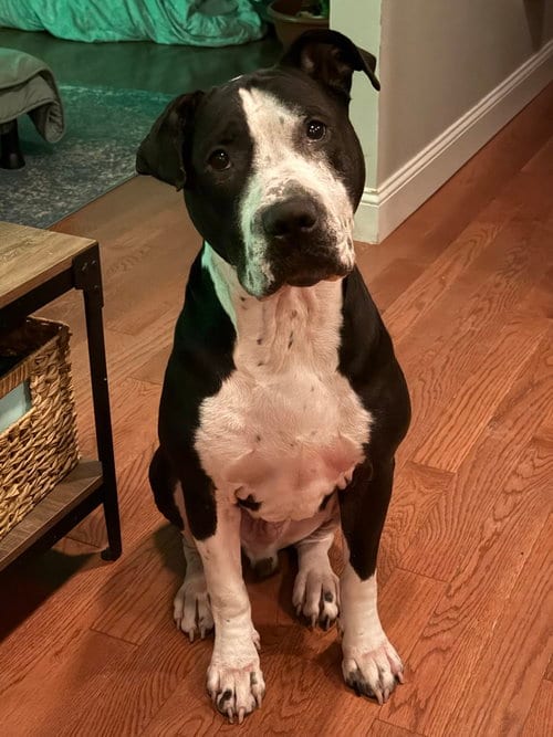 Photo of Neville, adoptable Terrier in St. Louis, Missouri
