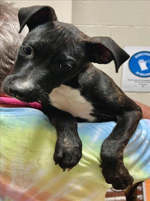 Photo of Twilight, adoptable Pit Bull Terrier in Tulsa, Oklahoma