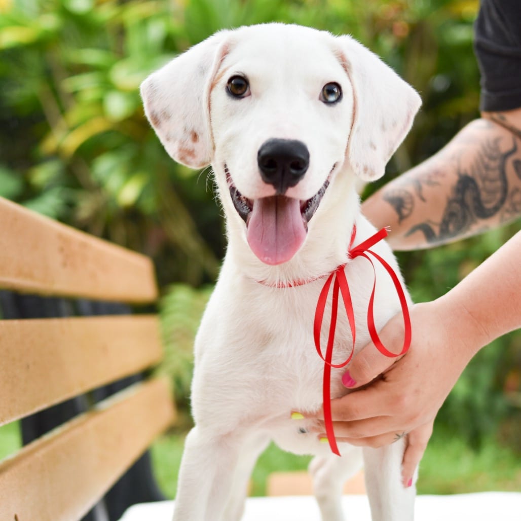 Photo of Snoopy, adoptable Mixed Breed (Medium)