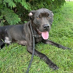 Photo of Burrito, adoptable Boxer American Staffordshire Terrier in Burnsville, North Carolina