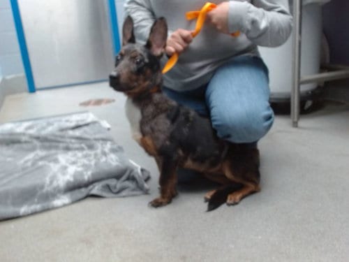 Photo of Colin, adoptable Cardigan Welsh Corgi in Albuquerque, New Mexico