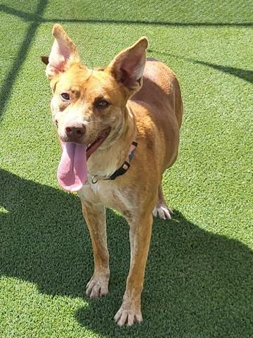 Photo of Kylie, adoptable Queensland Heeler in Lathrop, California