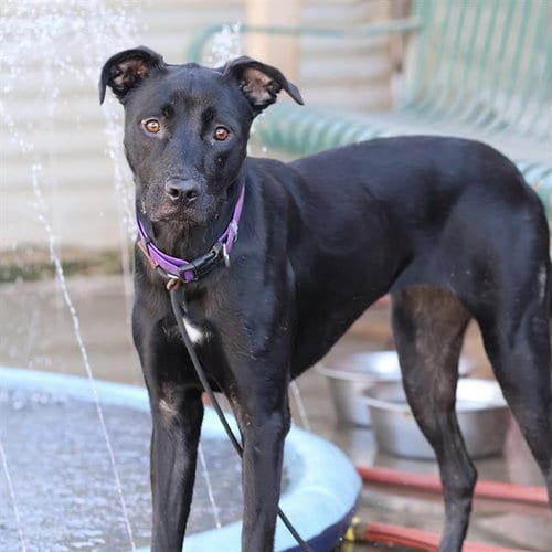 Photo of Mila, adoptable Labrador Retriever in Modesto, California