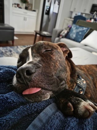 Photo of Tyson, adoptable dog in Atlanta, Georgia