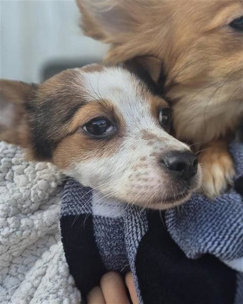 Photo of Cookie, adoptable Chihuahua in San Antonio, Texas
