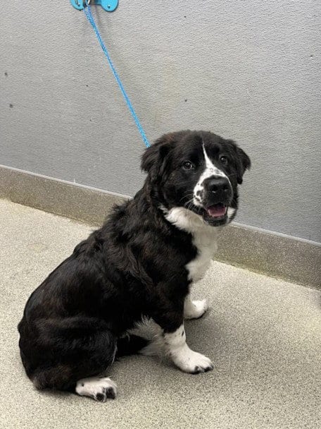 Photo of Bernie, adoptable Saint Bernard in Las Vegas, Nevada