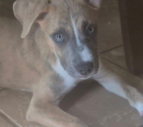 Photo of Riley, adoptable Pit Bull Terrier in The Woodlands, Texas