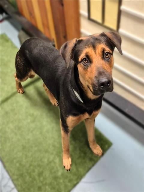 Photo of Bridget, adoptable Rottweiler in Houston, Texas