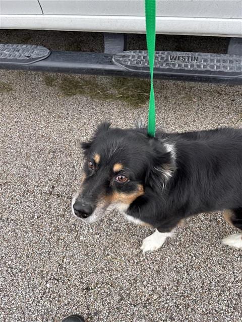 Photo of Sally, adoptable Australian Shepherd in Houston, Texas