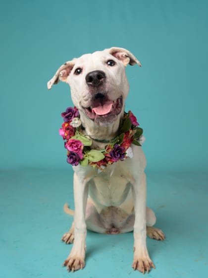 Photo of Hamper, adoptable dog in Atlanta, Georgia