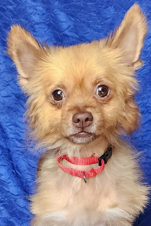 Photo of Ricky Ras, adoptable Chihuahua in Cuba, New York