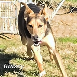 Photo of Kinsey, adoptable Border Collie in East Hartford, Connecticut