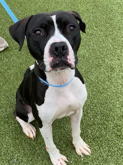 Photo of Skippy, adoptable American Pit Bull Terrier in Fayetteville, North Carolina