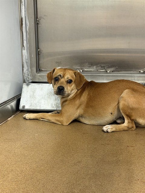 Photo of Peanut, adoptable Chihuahua in San Jose, California