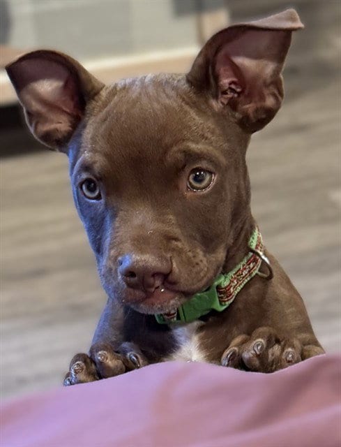 Photo of Sheldon, adoptable Pit Bull Terrier in Sacramento, California
