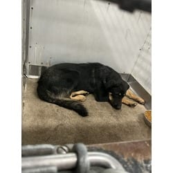 Photo of Ricardo, adoptable German Shepherd Dog in San Bernardino, California