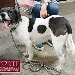 Photo of Rokky, adoptable Airedale Terrier Border Collie in Marina del Rey, California