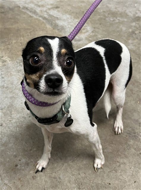 Photo of Junior, adoptable Rat Terrier in San Andreas, California