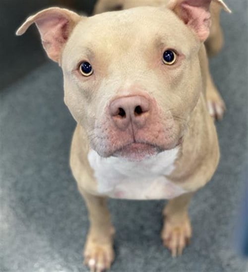 Photo of Ozzy, adoptable Pit Bull Terrier in Dallas, Texas