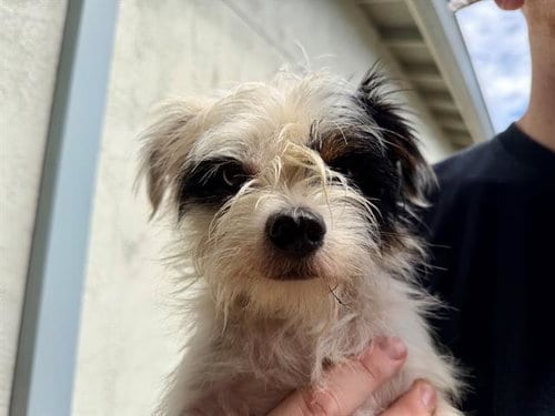 Photo of Patches, adoptable Norfolk Terrier in Santa Rosa, California